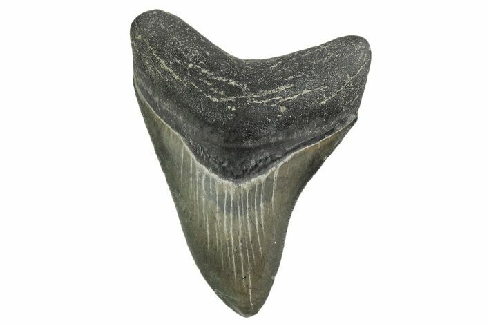 Serrated, Colorful, Fossil Megalodon Tooth - Georgia #338750